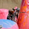 propaintball-wcppl-oceanside-57